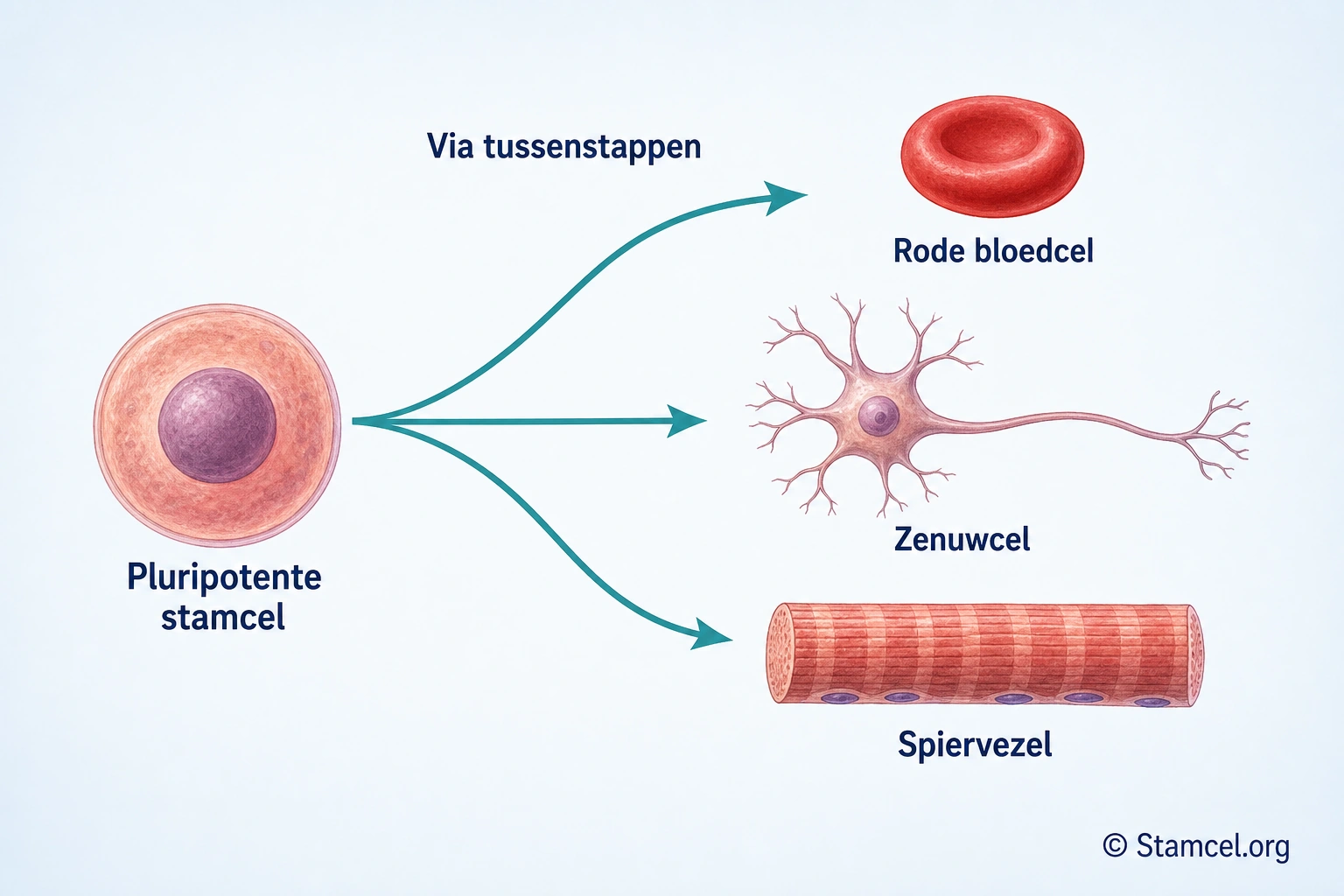Pluripotente stamcel met drie pijlen via tussenstappen naar een rode bloedcel, zenuwcel en spiervezelsegment